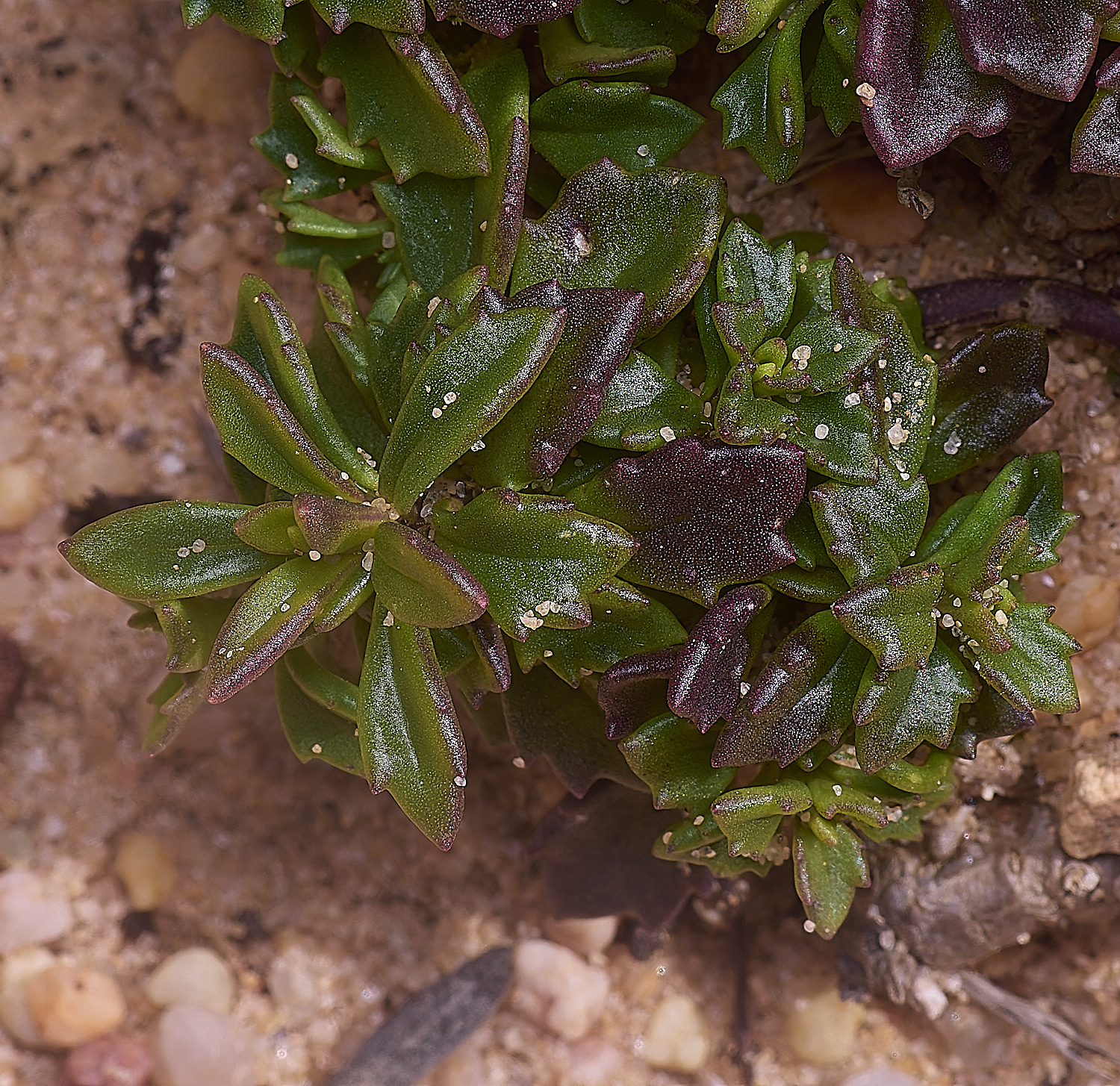 SagresPromontoryFlower2260325-1-NEF-