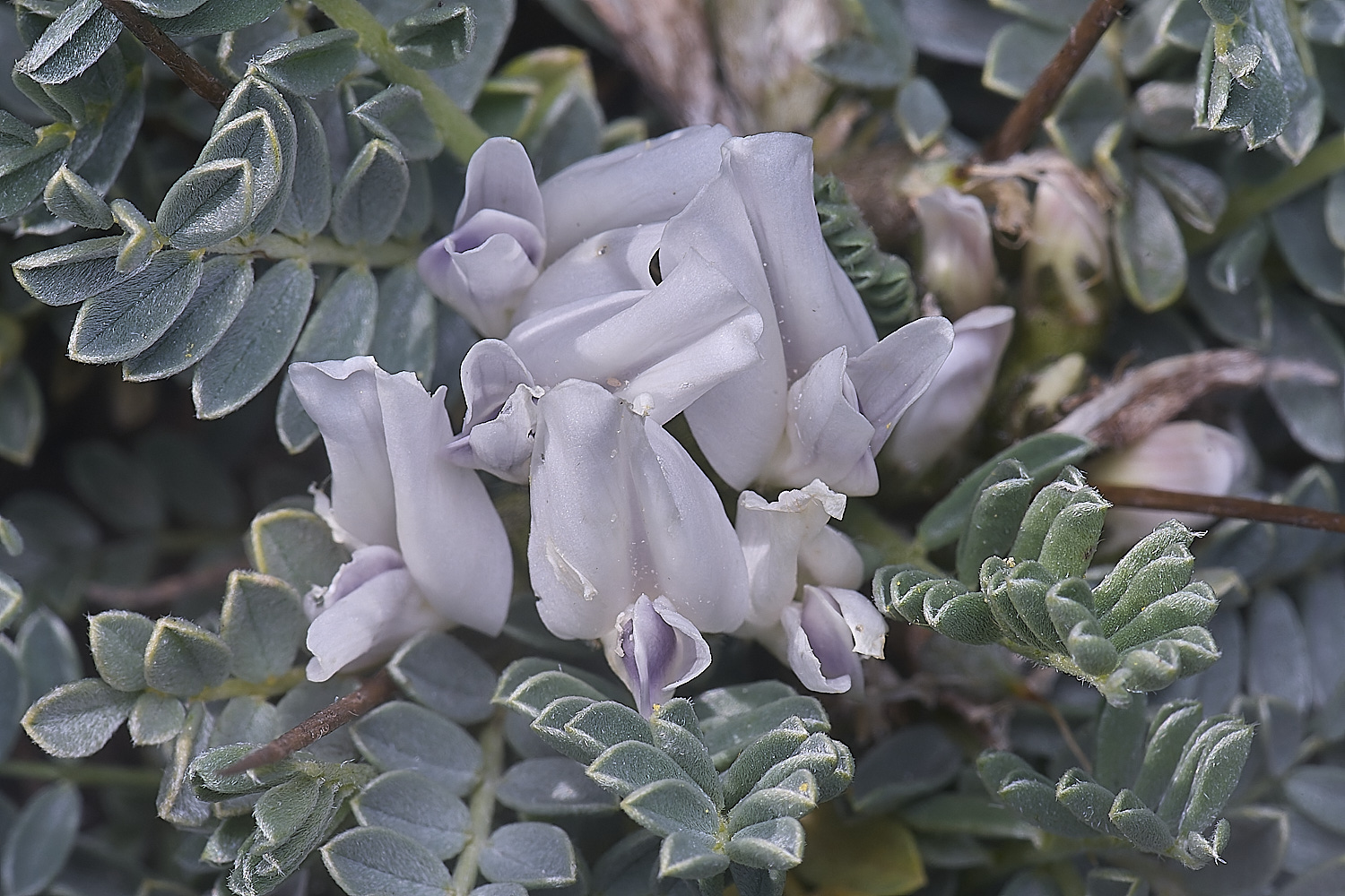 SagresPromontoryFlower23260325-1-NEF-