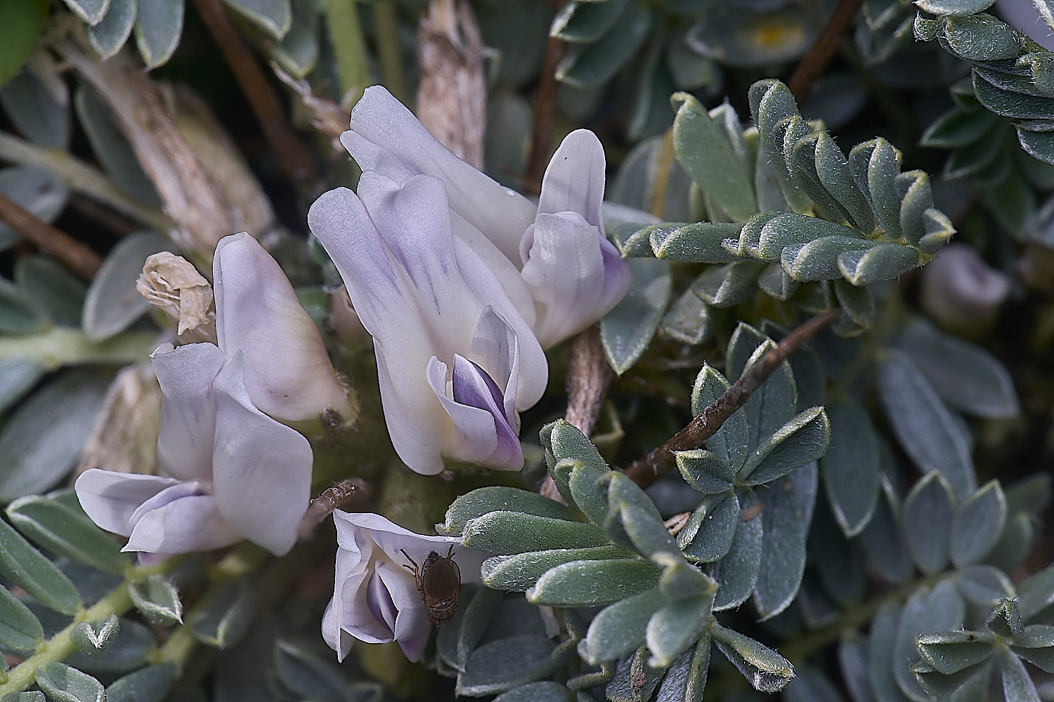 SagresPromontoryFlower23260325-2-NEF-