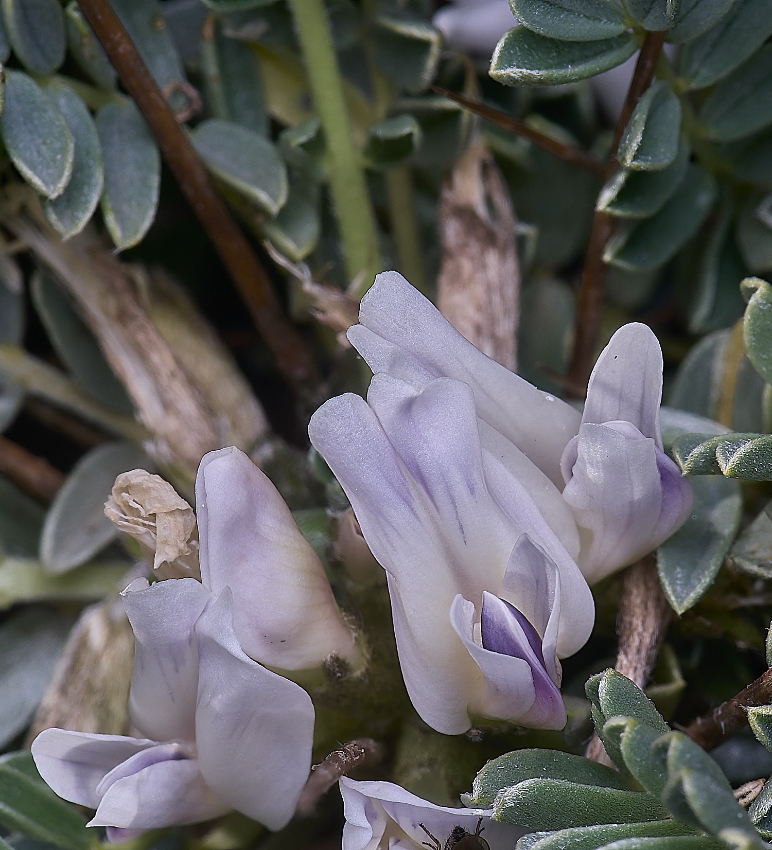 SagresPromontoryFlower23260325-3-NEF-