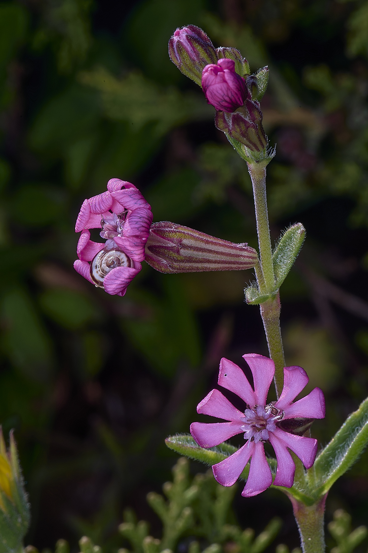 SagresPromontoryFlower24260325-1-NEF-