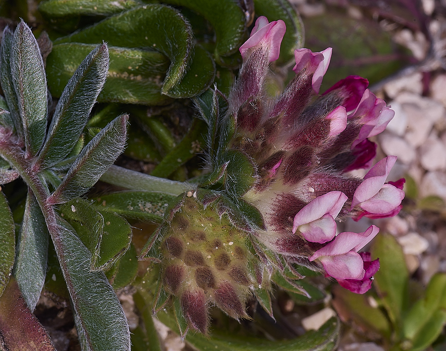 SagresPromontoryFlower25260325-1-NEF-