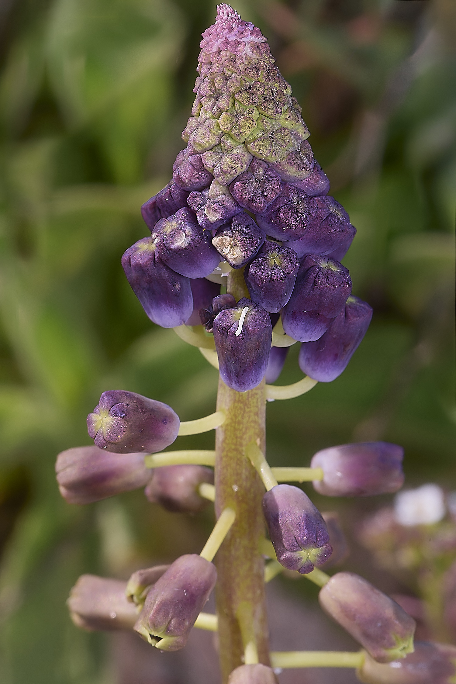 SagresPromontoryFlower26260325-1-NEF-