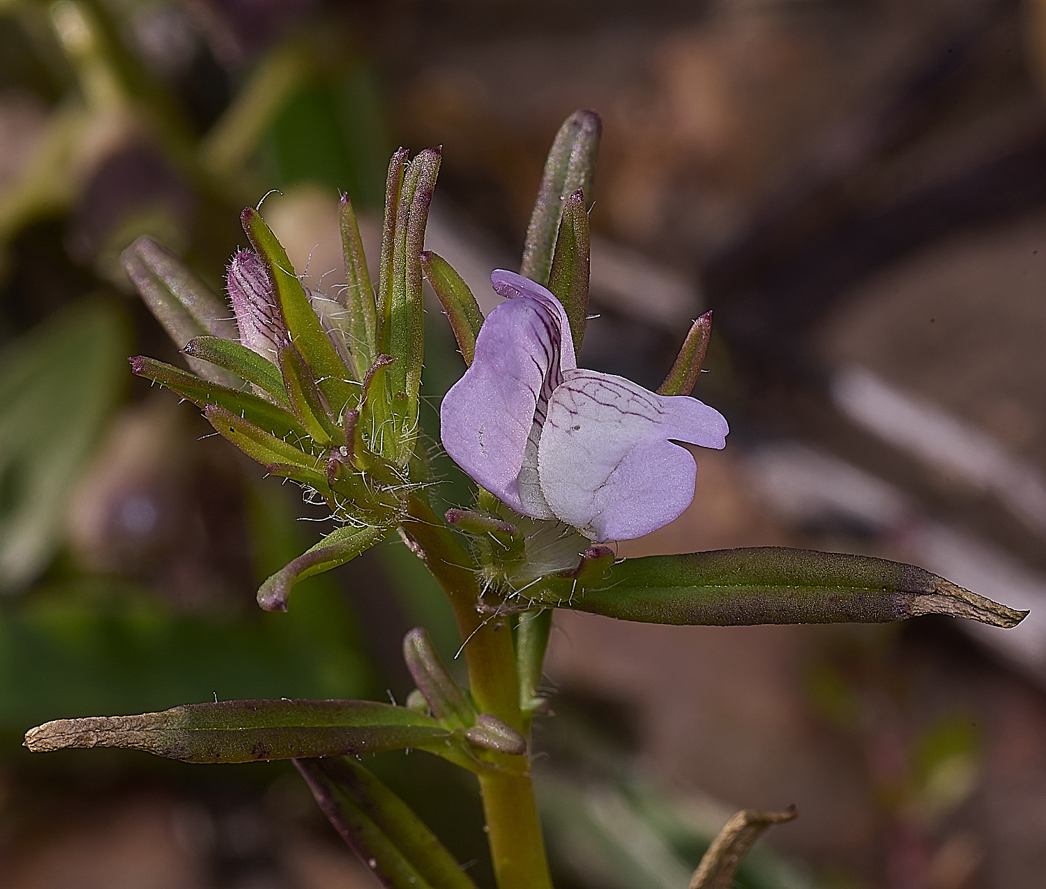 SagresPromontoryFlower27260325-1-NEF-