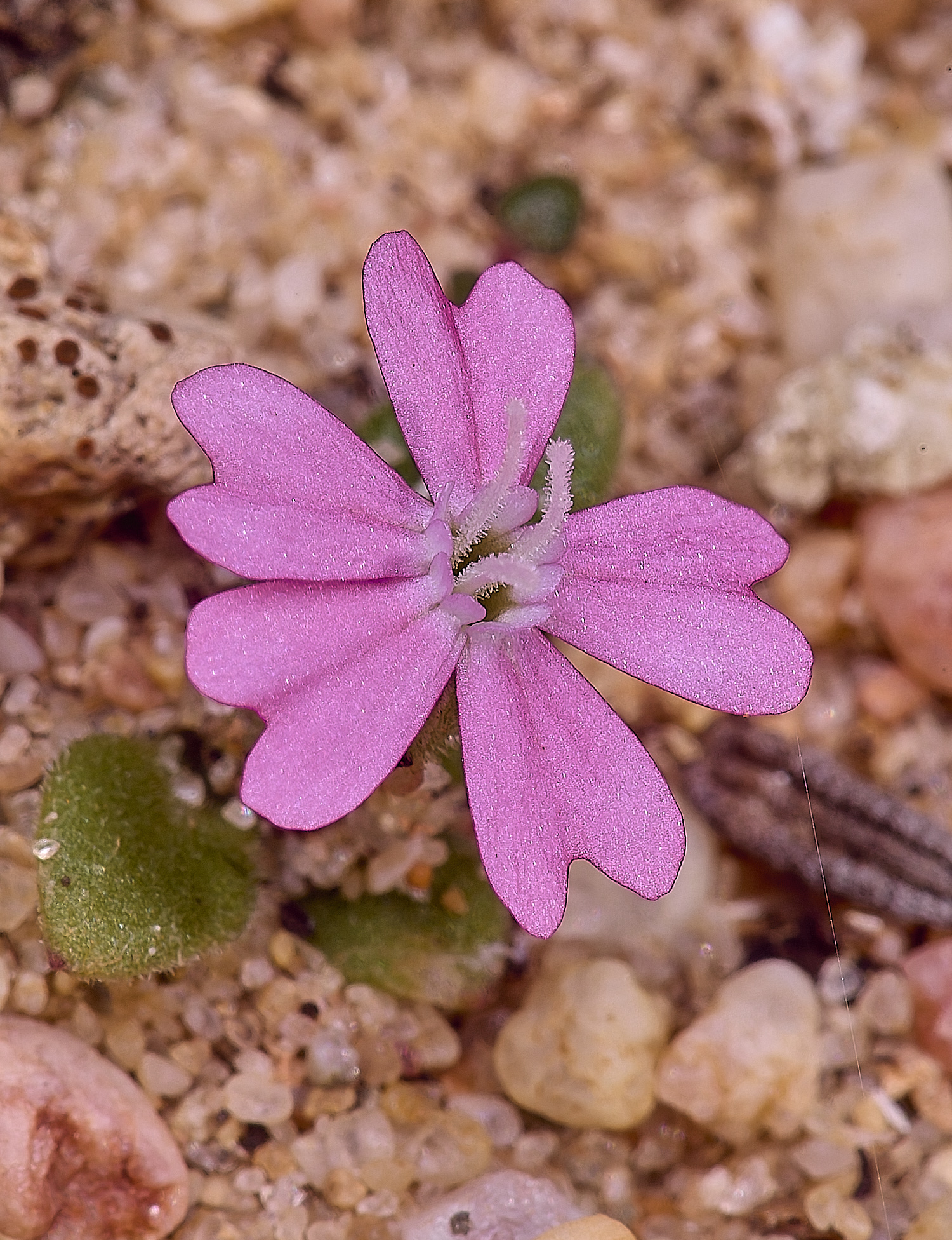 SagresPromontoryFlower3260325-2-NEF-