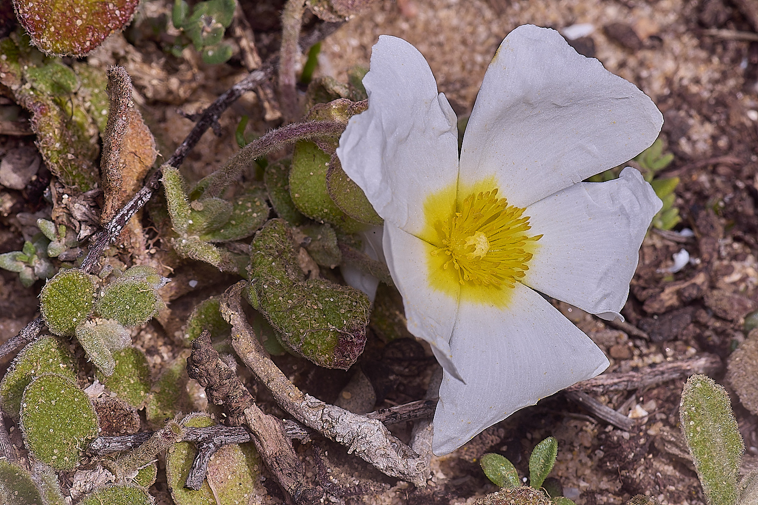 SagresPromontoryFlower4260325-1-NEF-