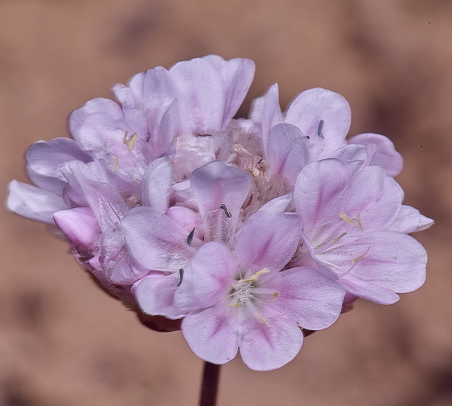 SagresPromontoryFlower5260325-1-NEF-