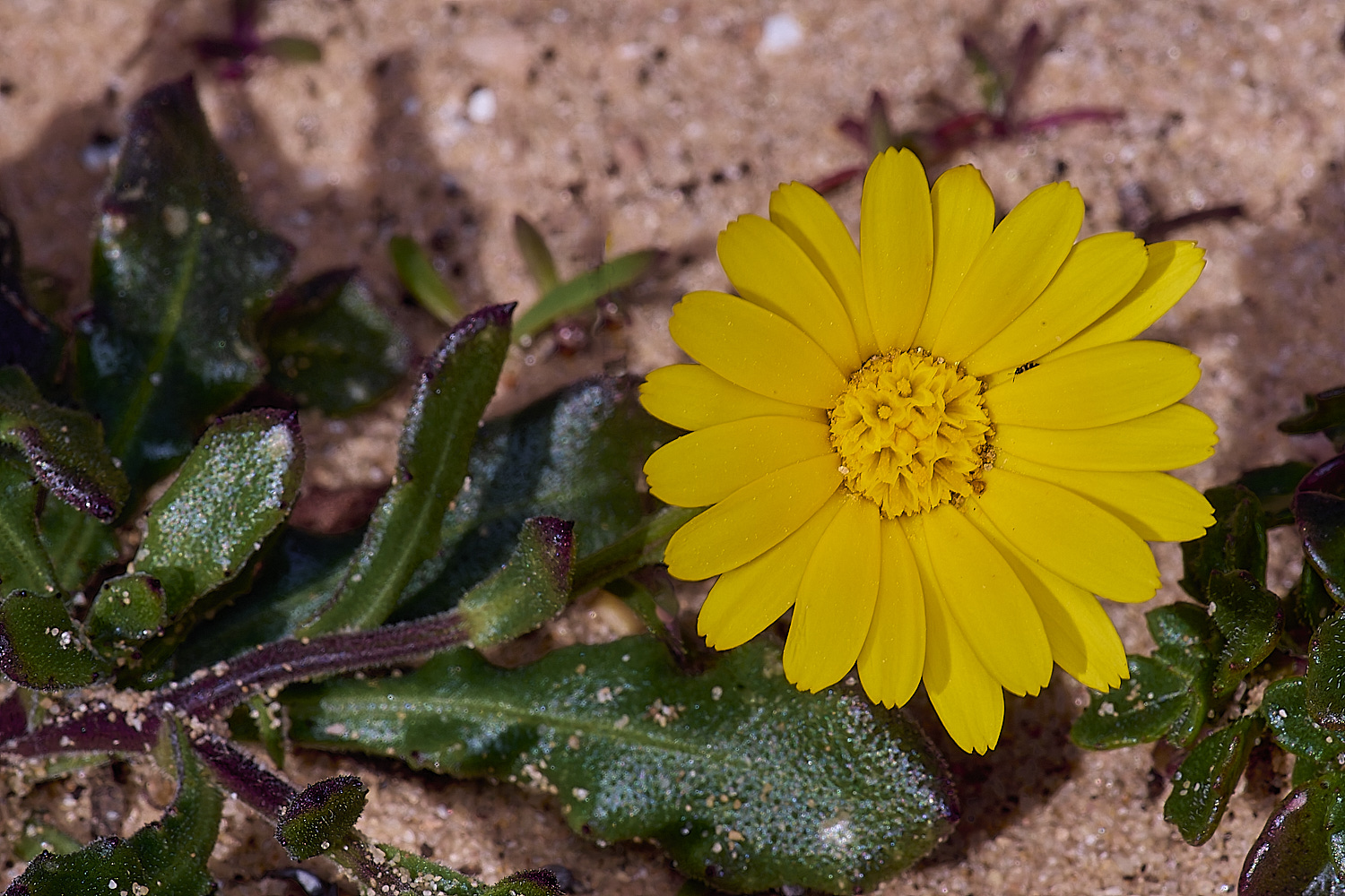 SagresPromontoryFlower6260325-1-NEF-