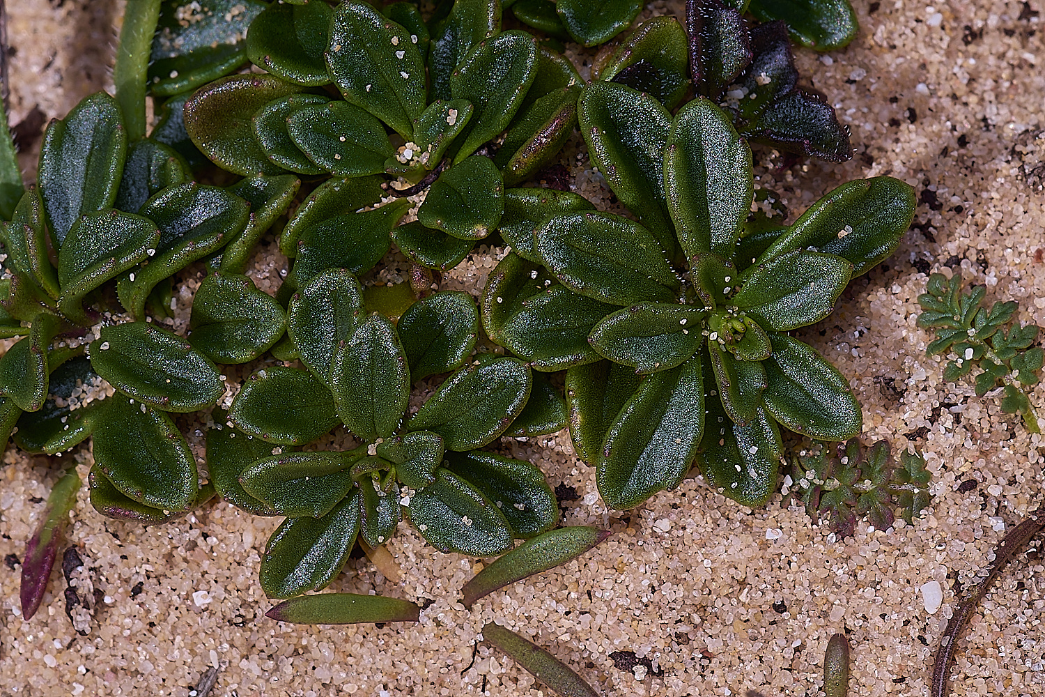 SagresPromontoryFlower6260325-2-NEF-