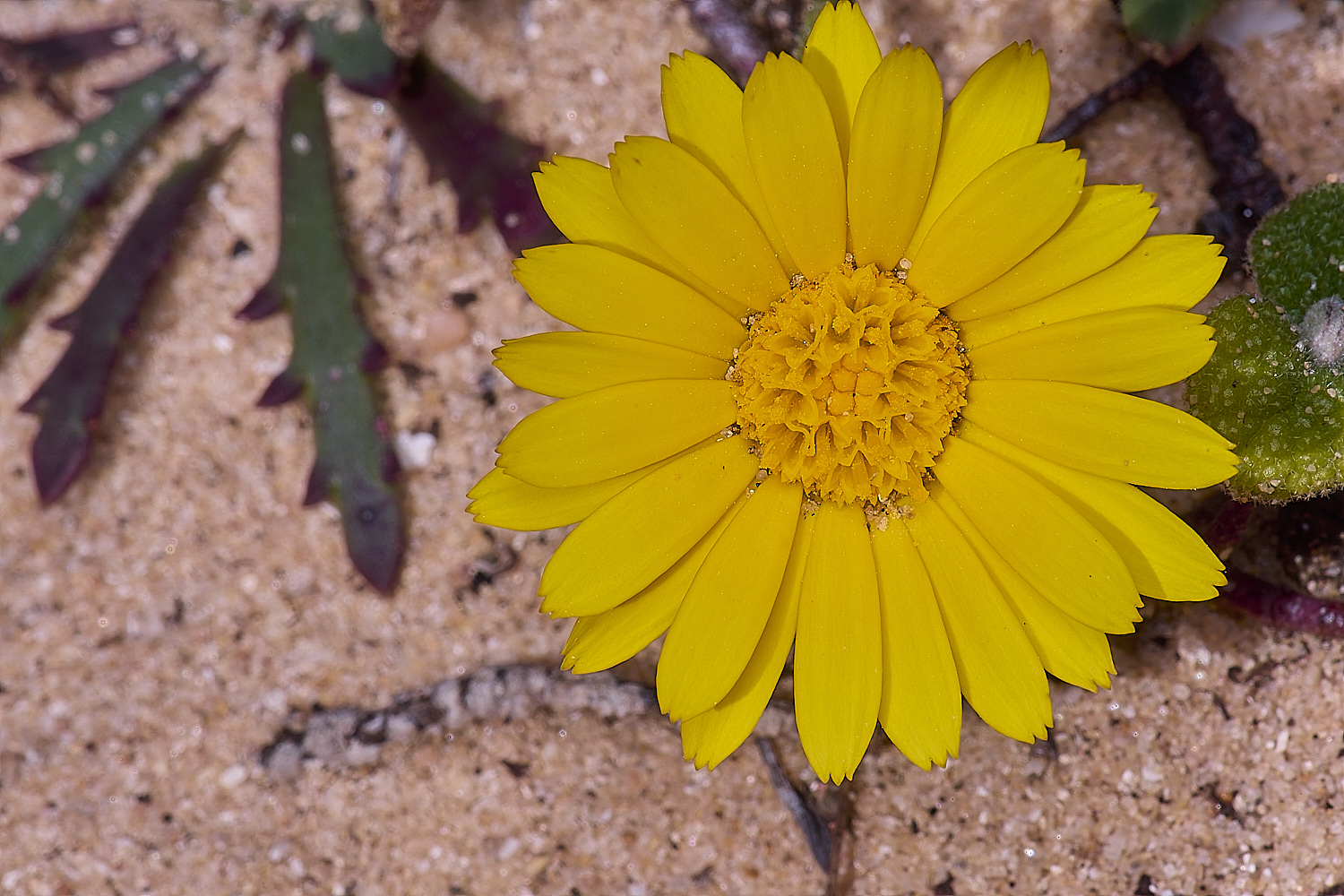 SagresPromontoryFlower6260325-3-NEF-