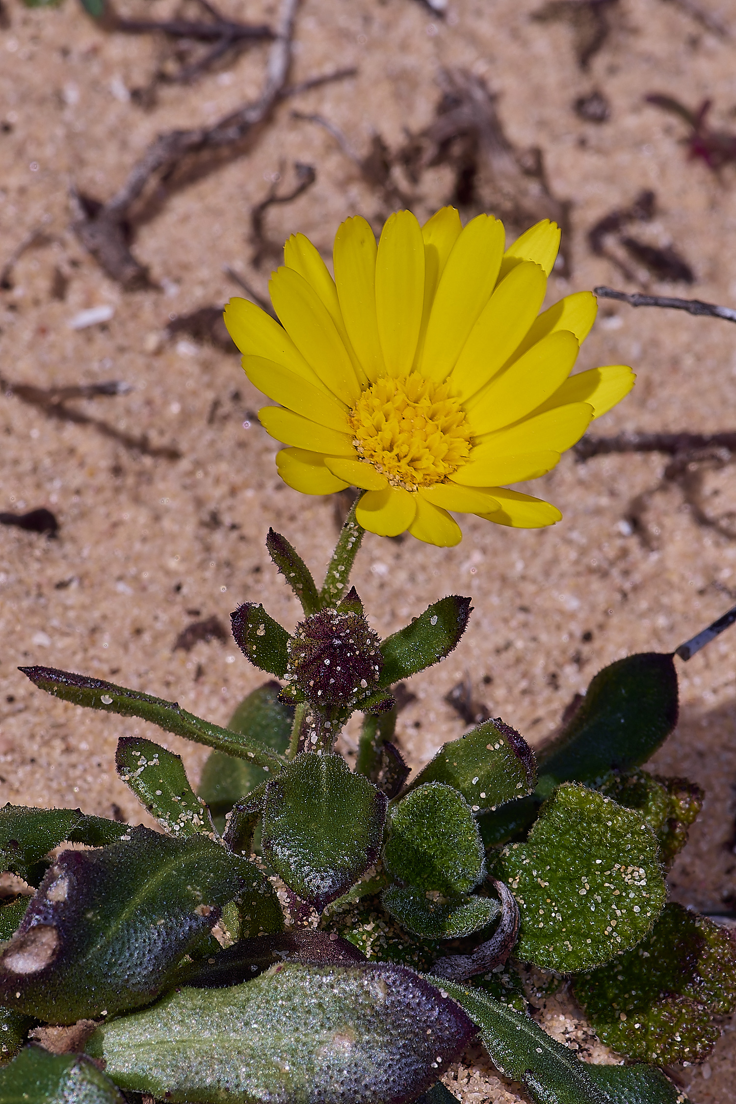 SagresPromontoryFlower6260325-4-NEF-