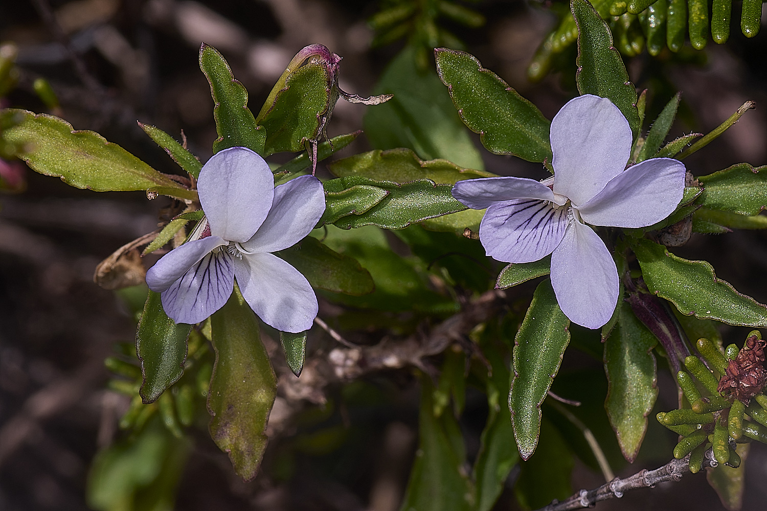 SagresPromontoryFlower7260325-1-NEF-