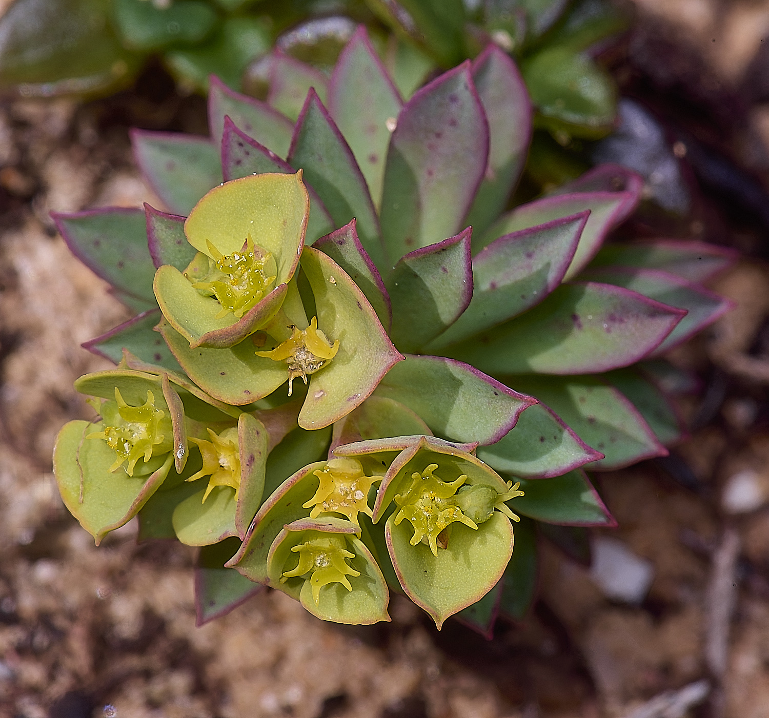 SagresPromontoryFlower8260325-1-NEF-