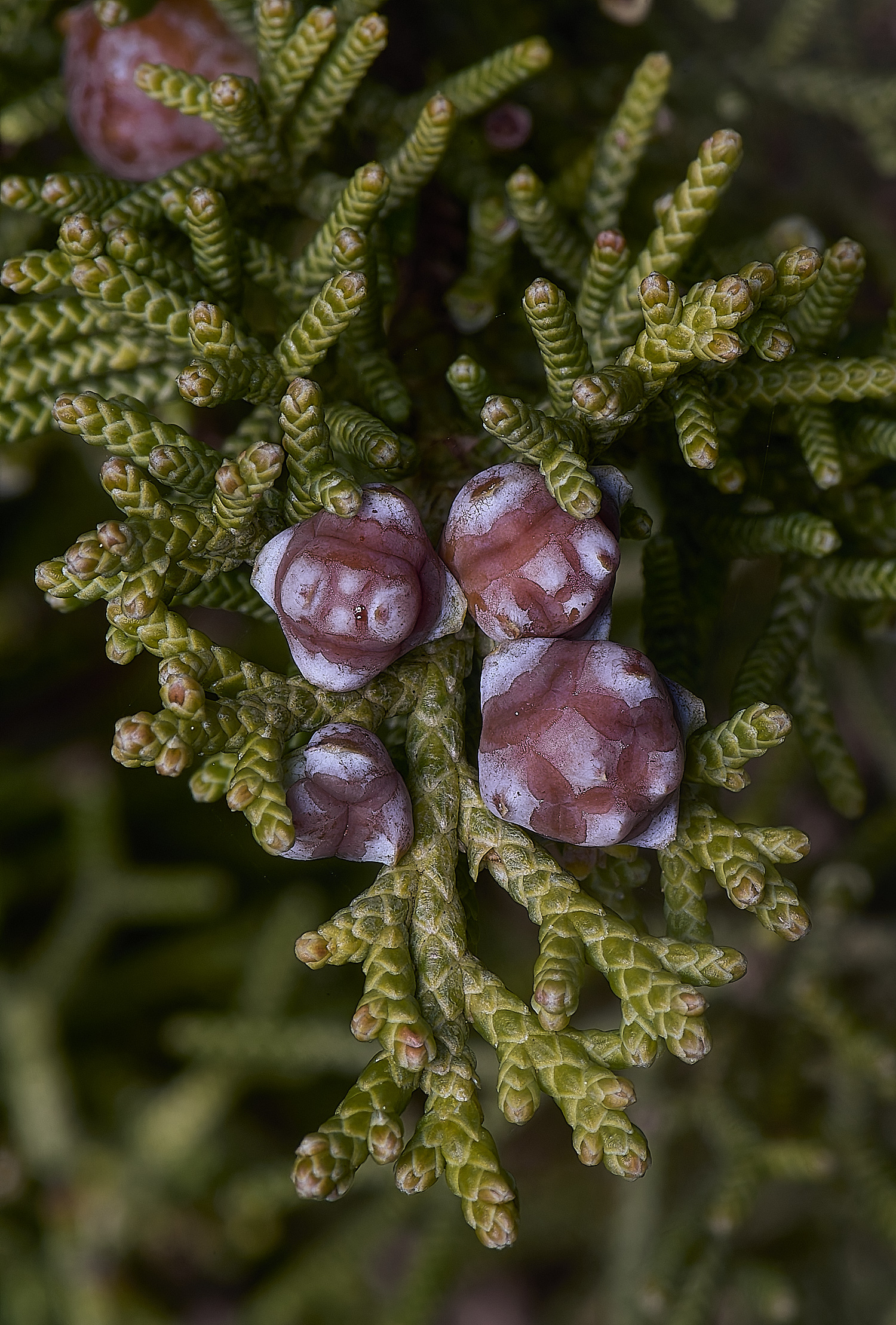 SagresPromontoryFlower9260325-1-NEF-