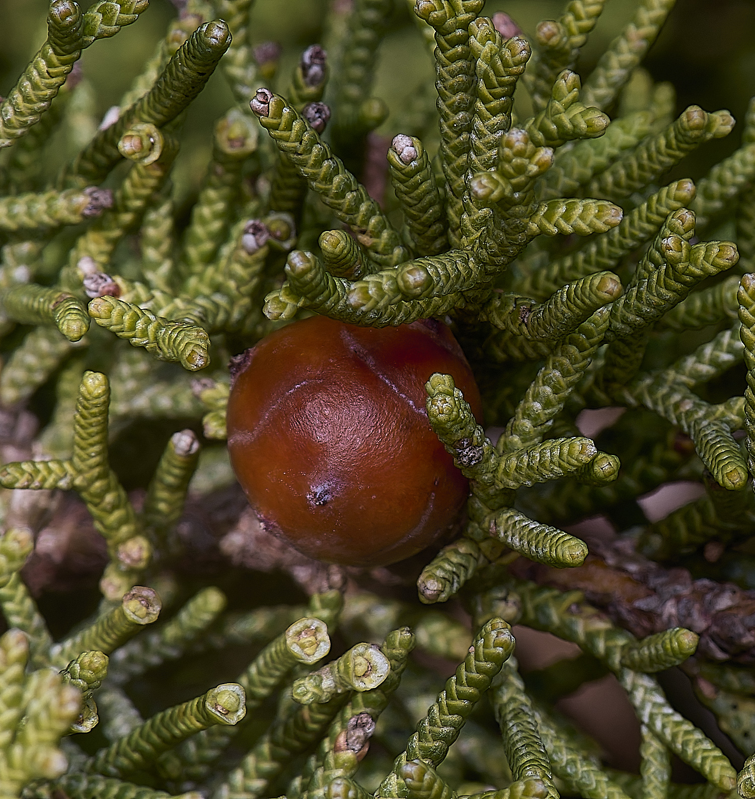 SagresPromontoryFlower9260325-2-NEF-