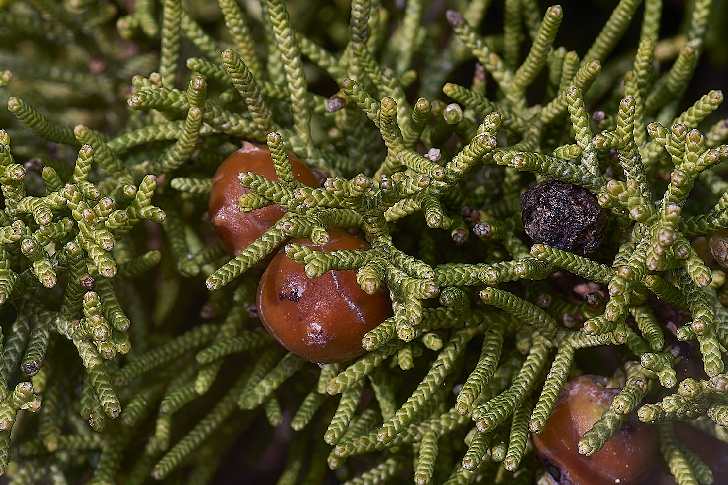 SagresPromontoryFlower9260325-3-NEF-