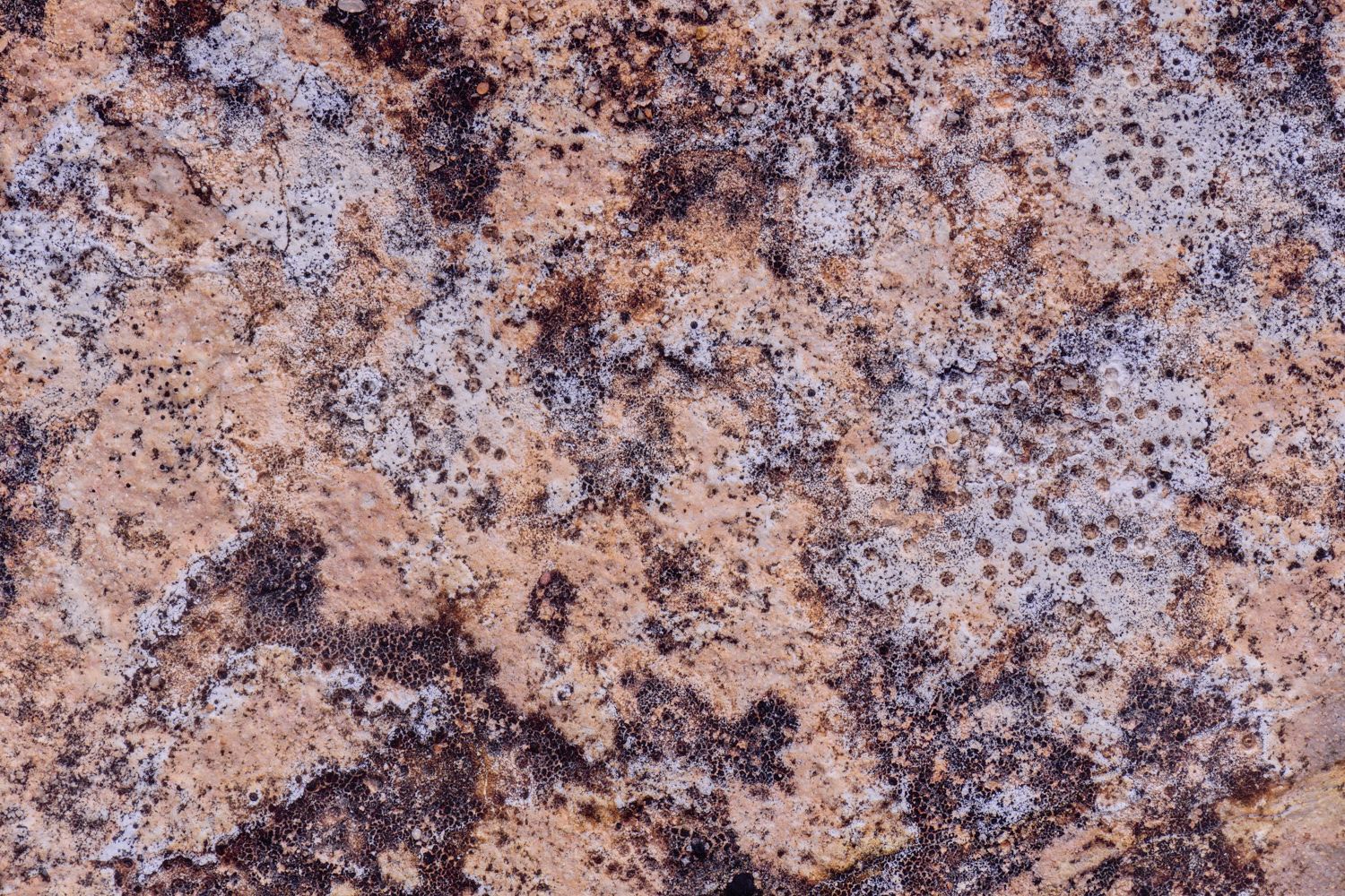 SagresPromontoryLichen260325-1-NEF-