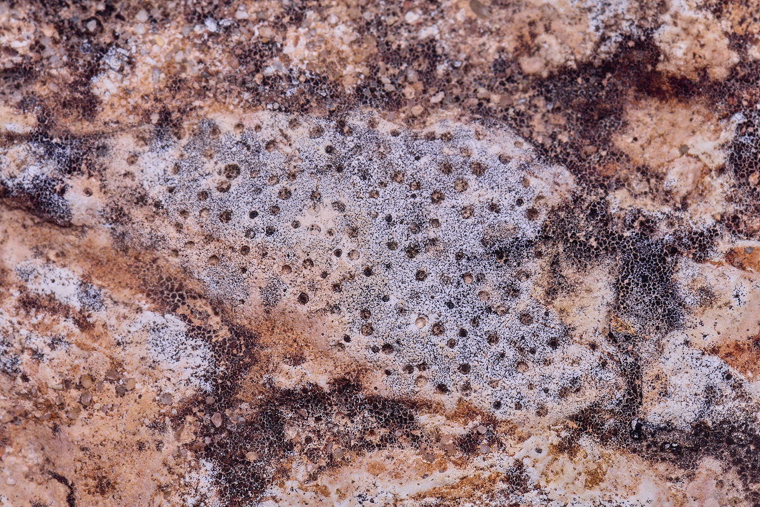 SagresPromontoryLichen260325-2-NEF-