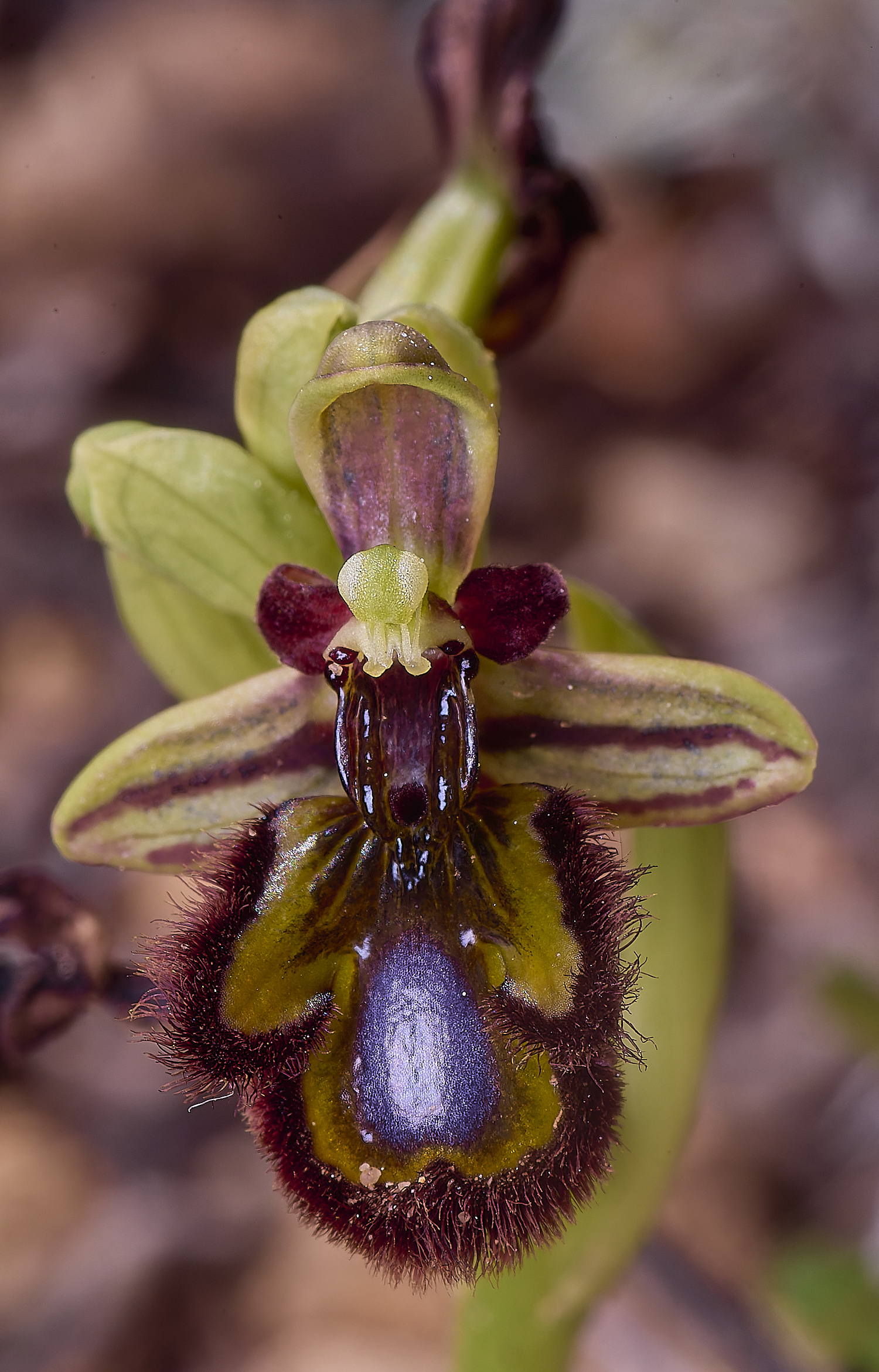 SagresPromontoryOspeculum260325-1-NEF-