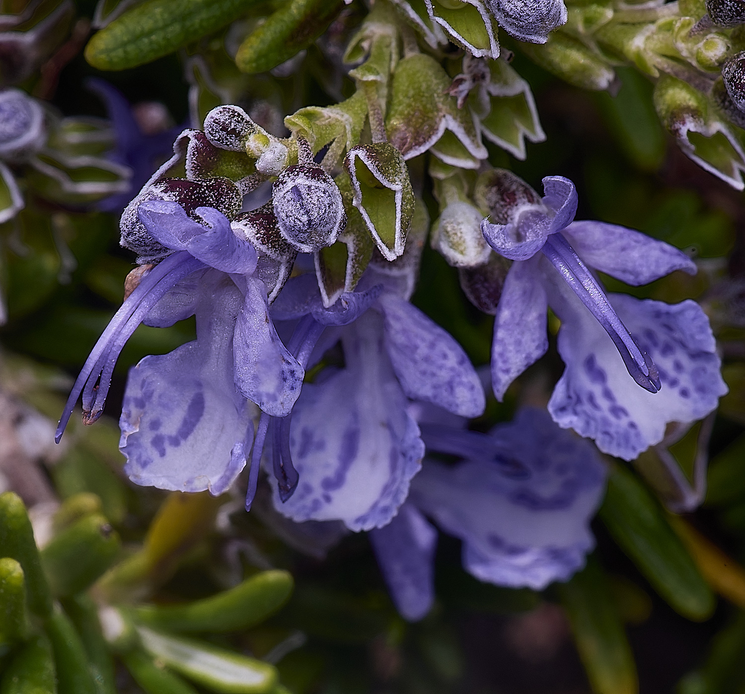 SagresPromontoryRosemary260325-1-NEF-