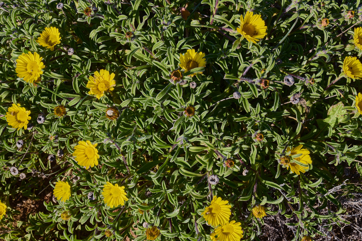 SagresYellow260325-1-NEF-