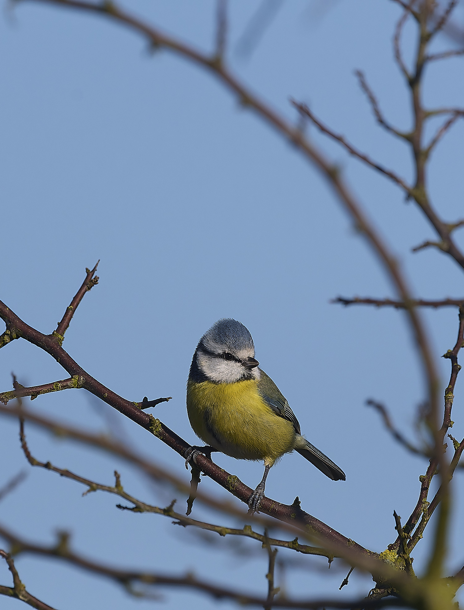 StBenet&#39;sAbbeyBlueTit020225-1