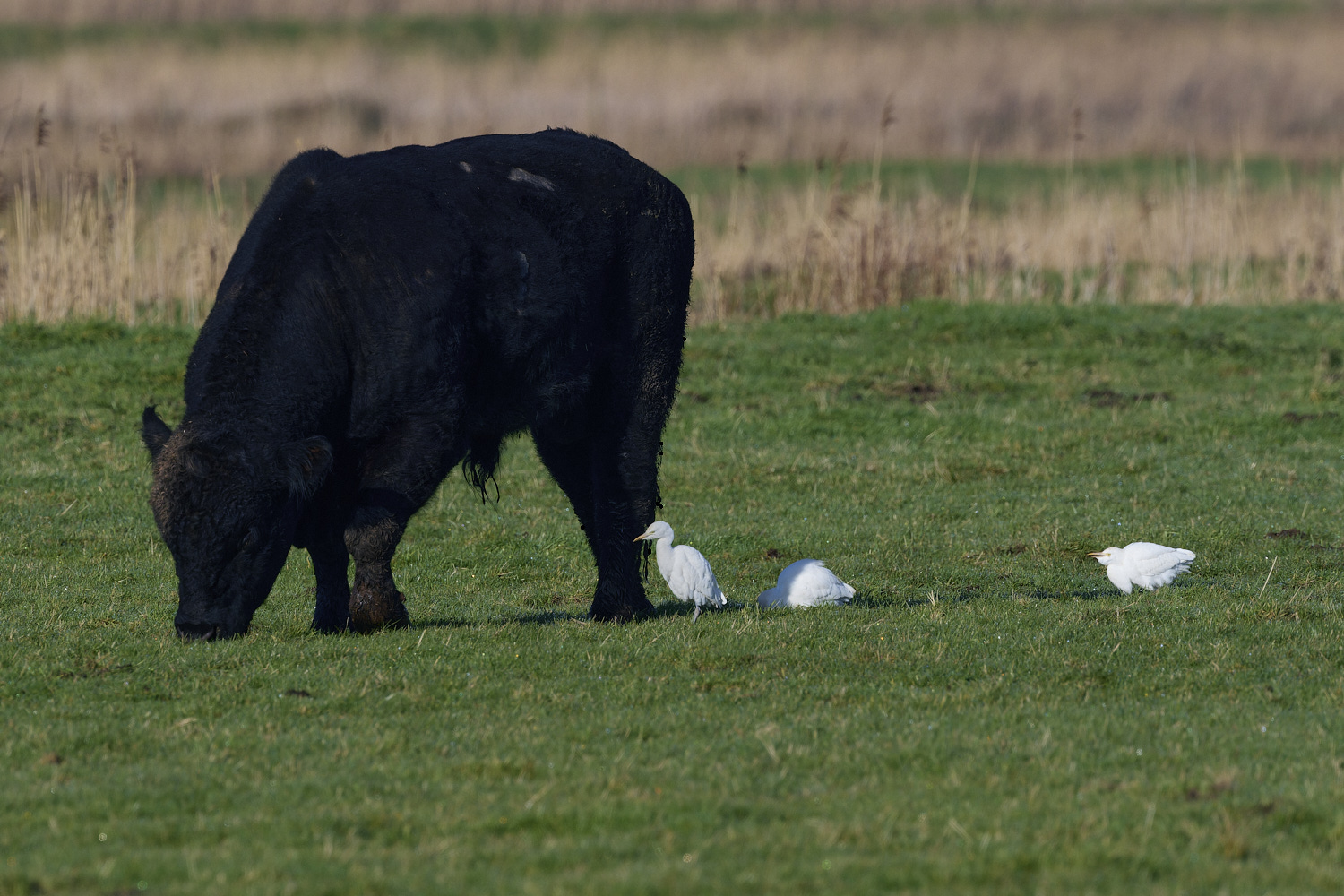 StBenet&#39;sAbbeyCattleEgret020225-1