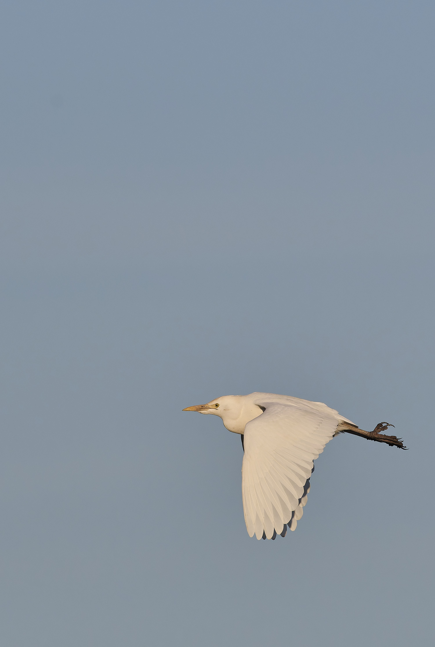 StBenet&#39;sAbbeyCattleEgret020225-10