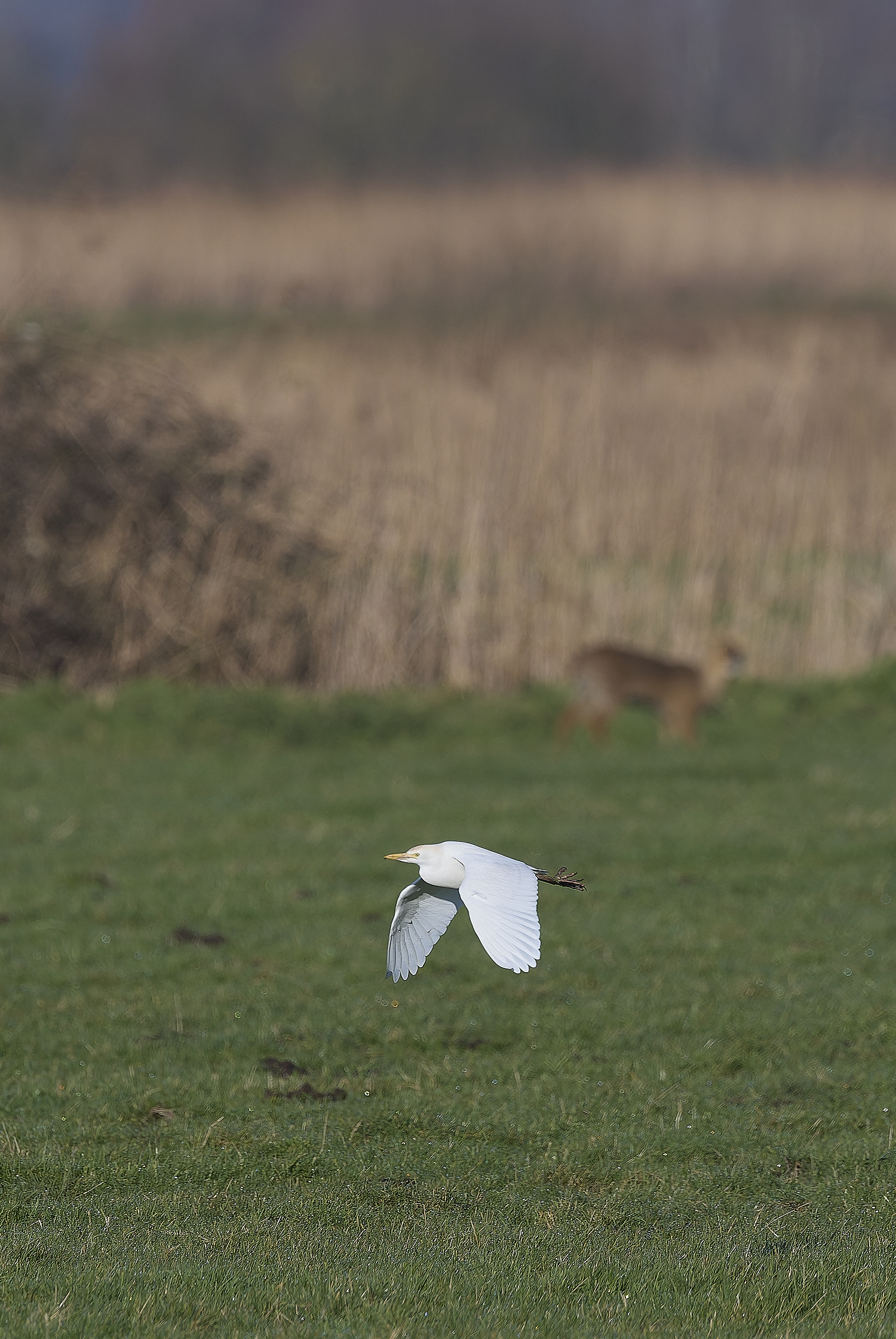 StBenet&#39;sAbbeyCattleEgret020225-2