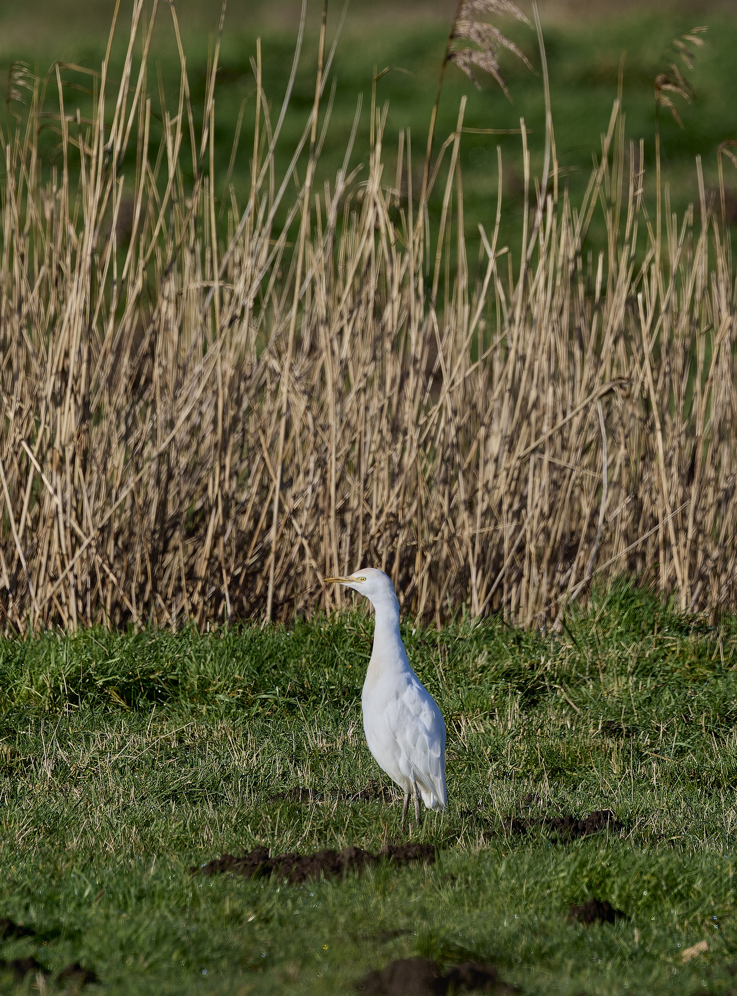 StBenet&#39;sAbbeyCattleEgret020225-3