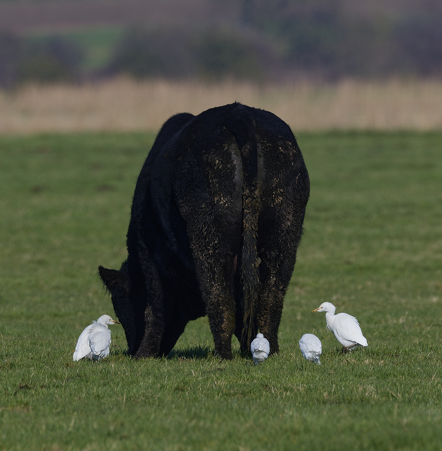 StBenet&#39;sAbbeyCattleEgret020225-4