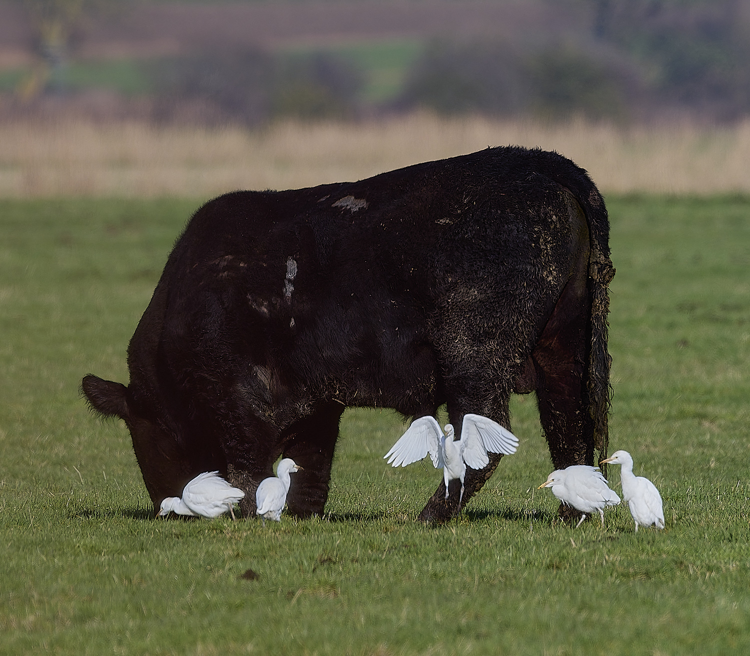 StBenet&#39;sAbbeyCattleEgret020225-5