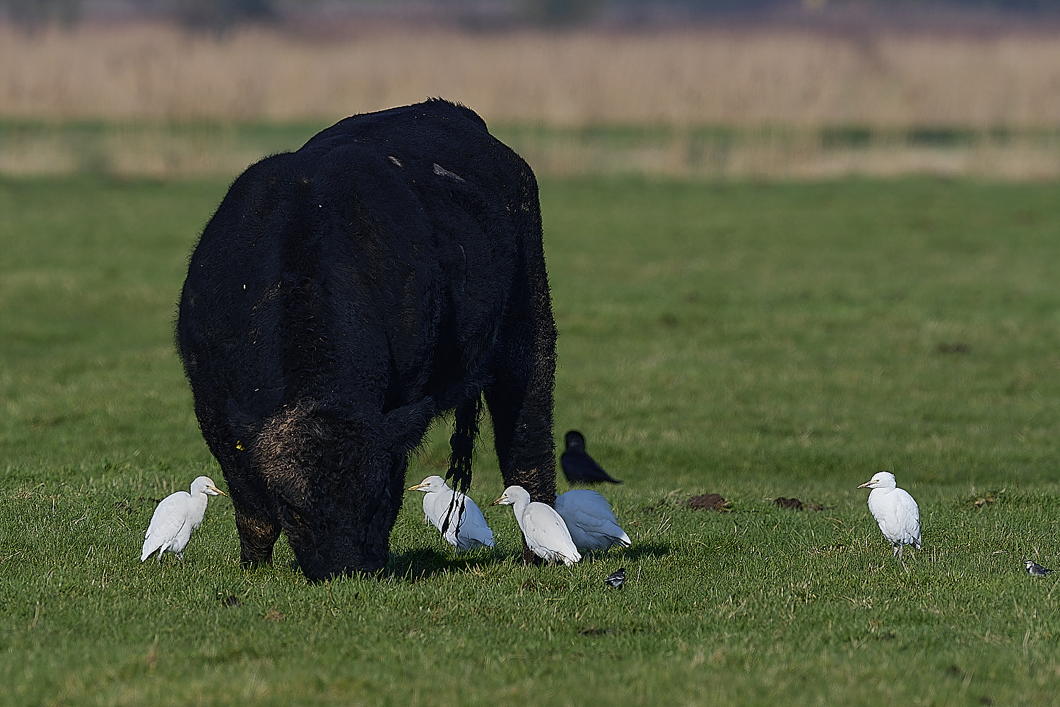 StBenet&#39;sAbbeyCattleEgret020225-6