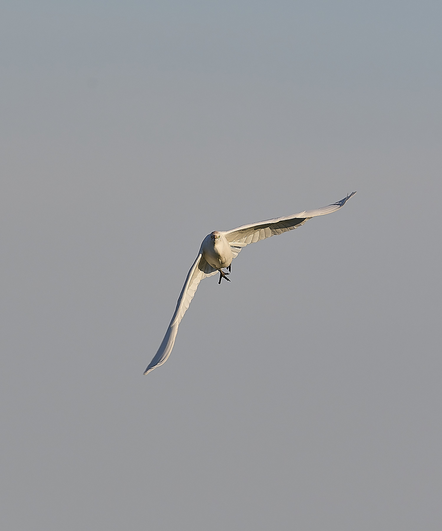 StBenet&#39;sAbbeyCattleEgret020225-7