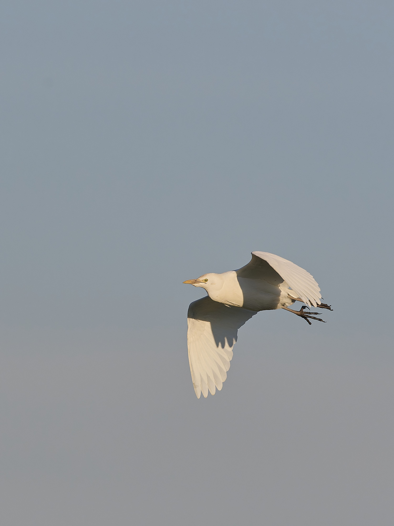 StBenet&#39;sAbbeyCattleEgret020225-8