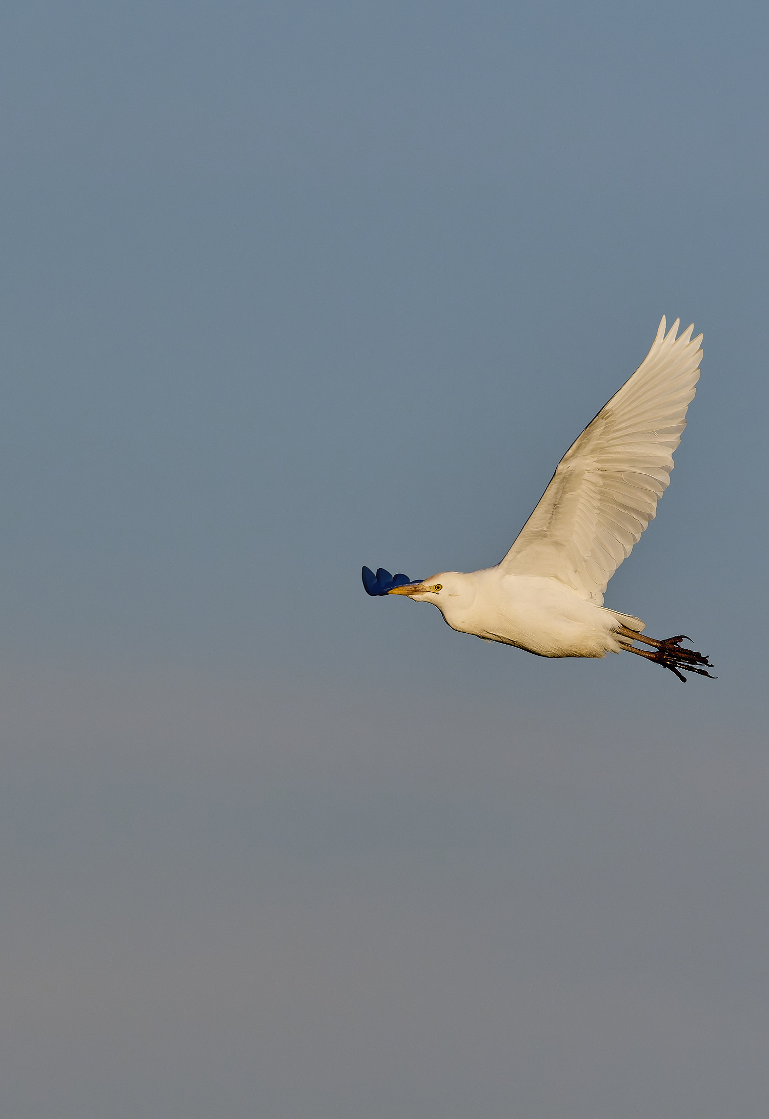 StBenet&#39;sAbbeyCattleEgret020225-9