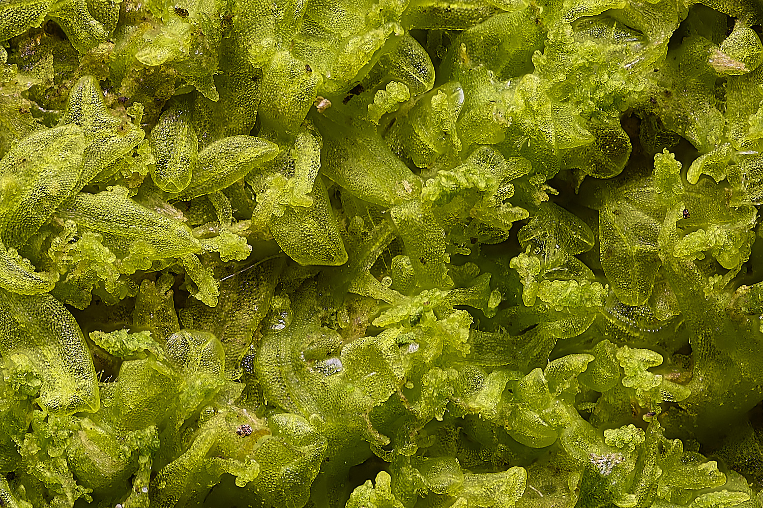 SuffolkFebsMviolacea090225-2