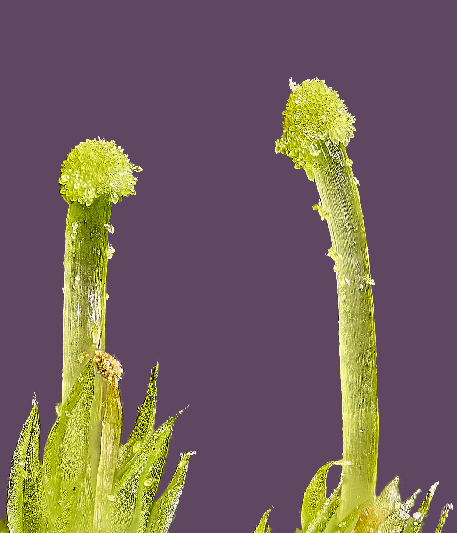 SuffolkFenAandrogynum090225-1