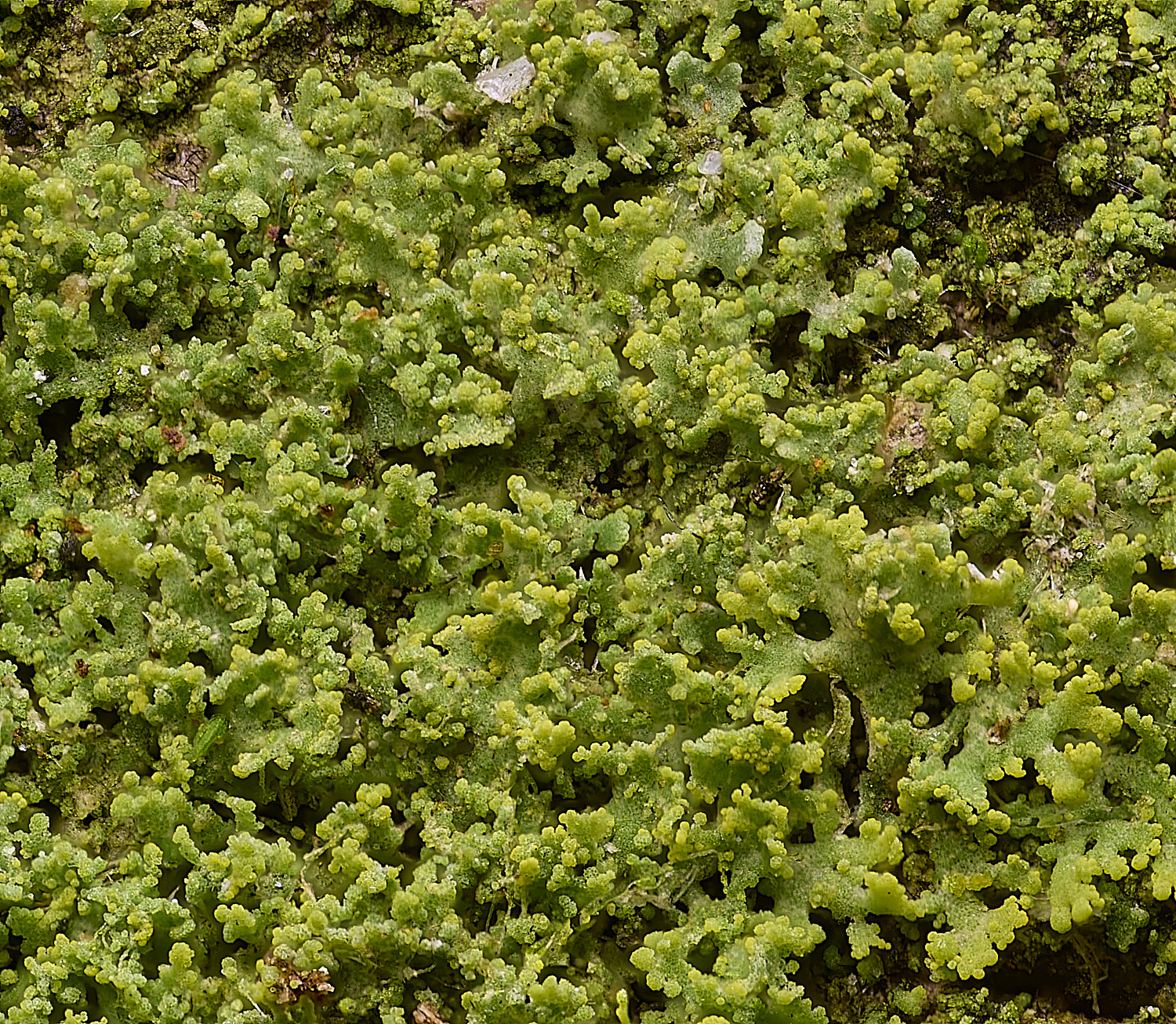 SuffolkFenLichenSp090225-1