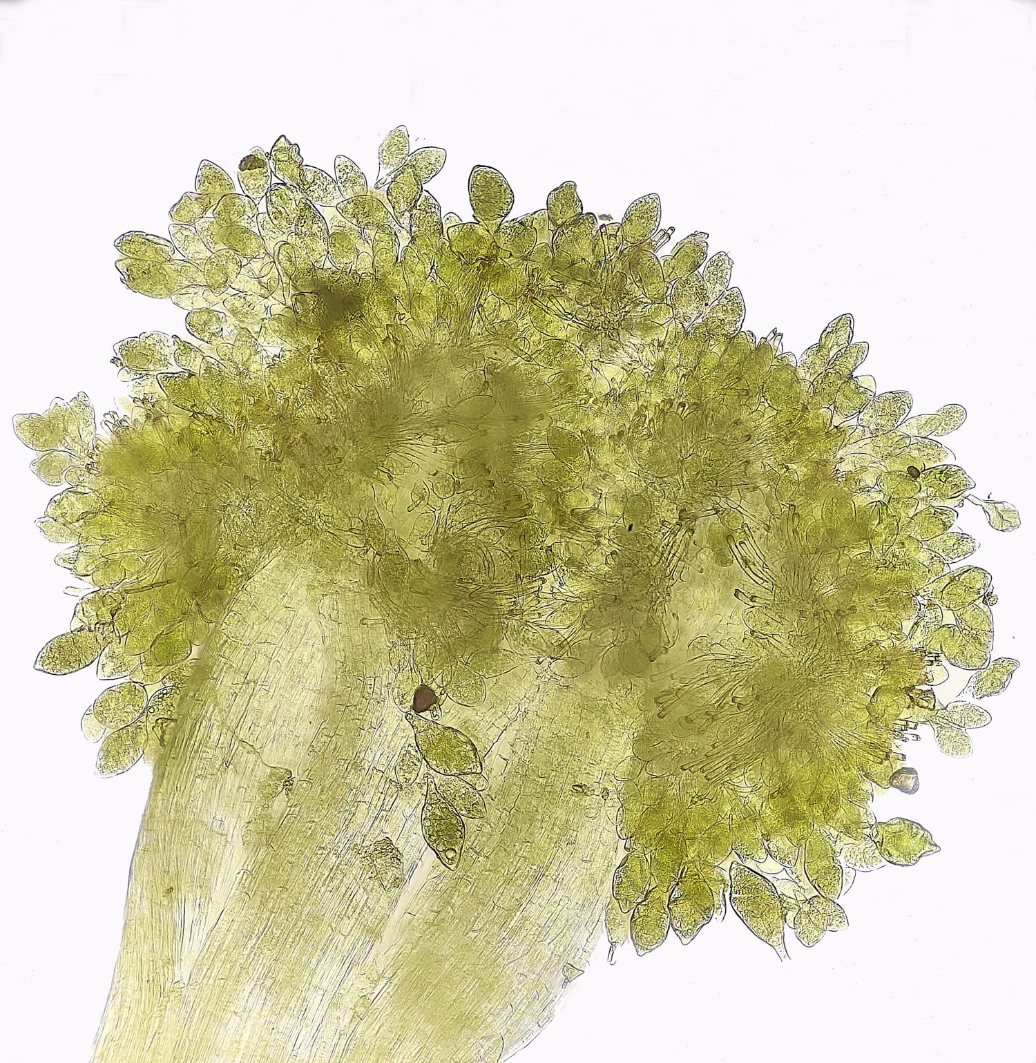 SuffolkFensAandrogynum090225-2