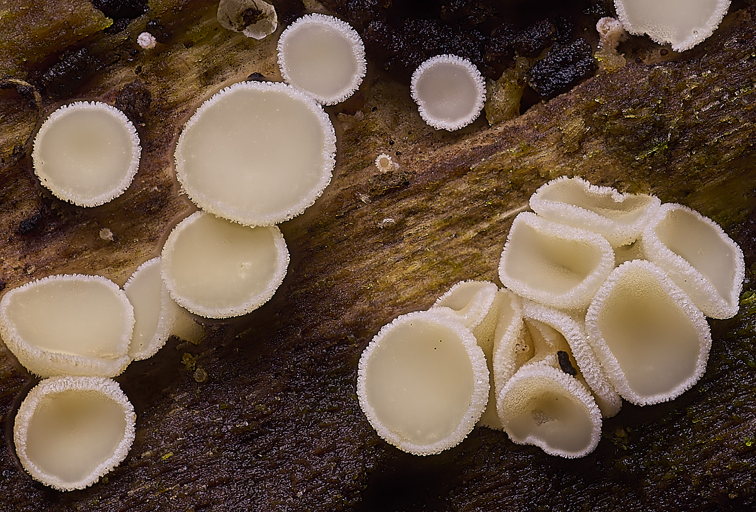 SuffolkFensDisco090225-1