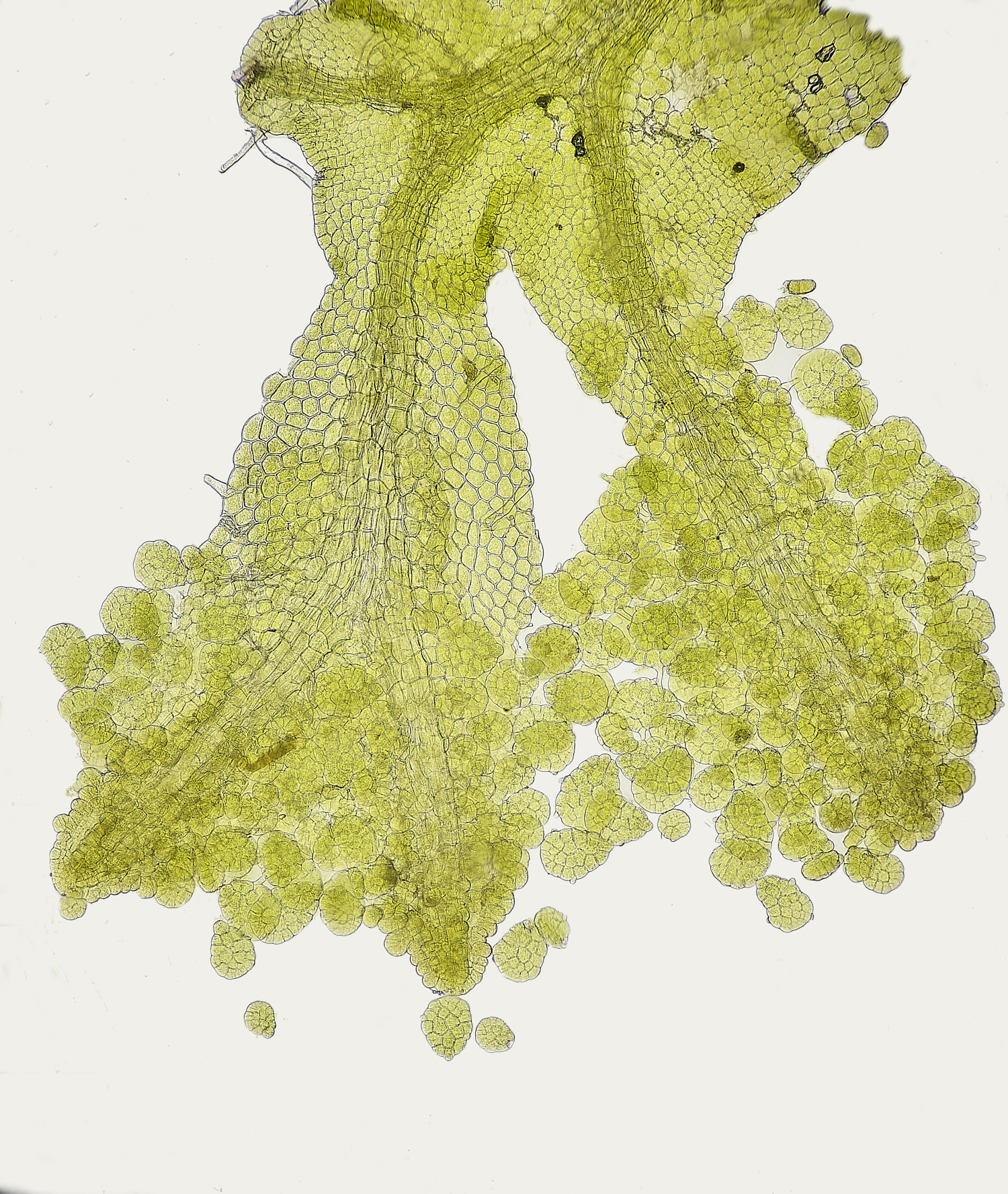 SuffolkFensMviolacea090225-2