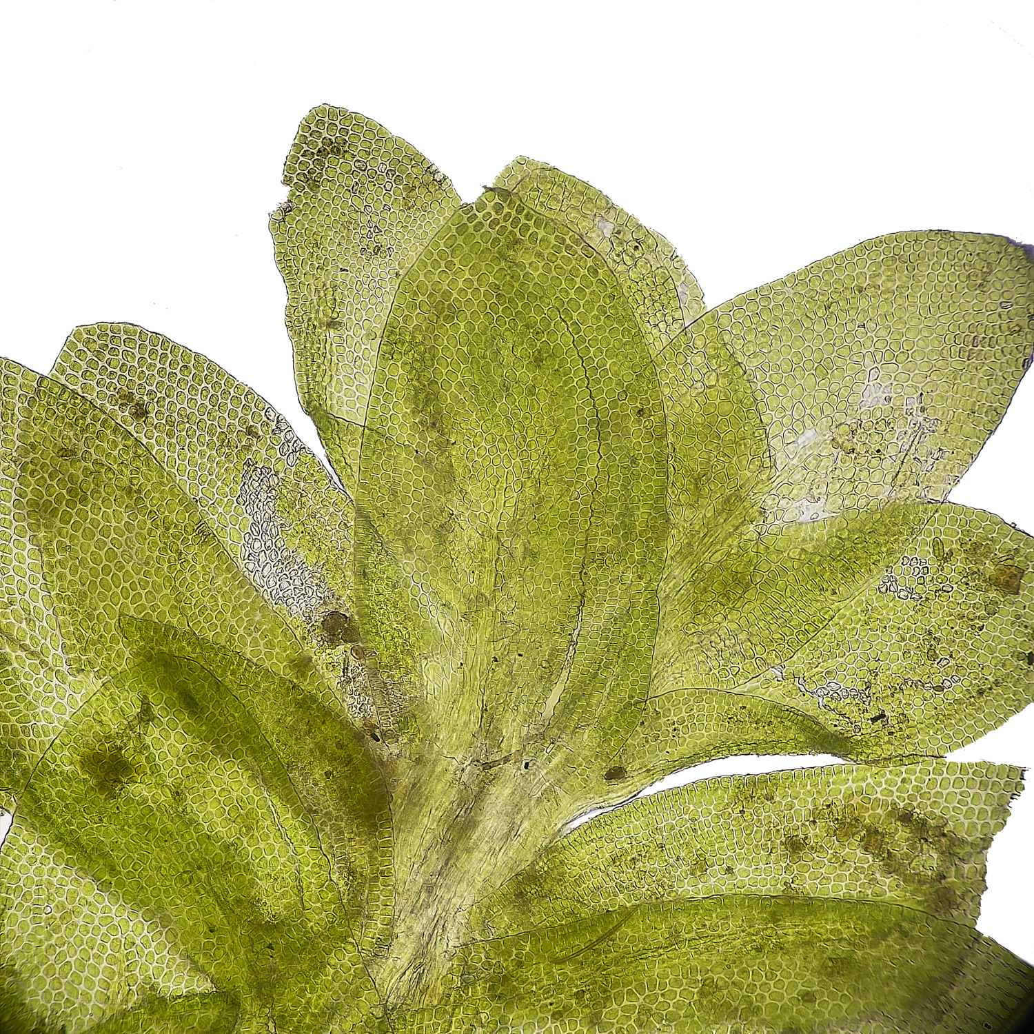 SuffolkFensNsmithii090225-1 1