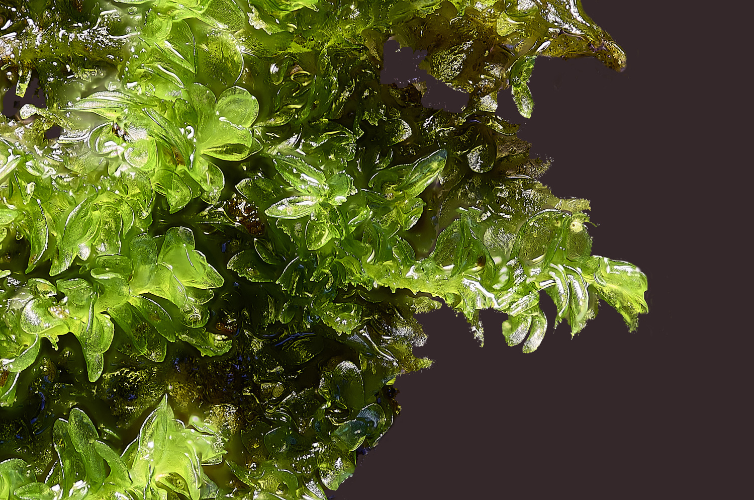 SuffolkFensNsmithii090225-3