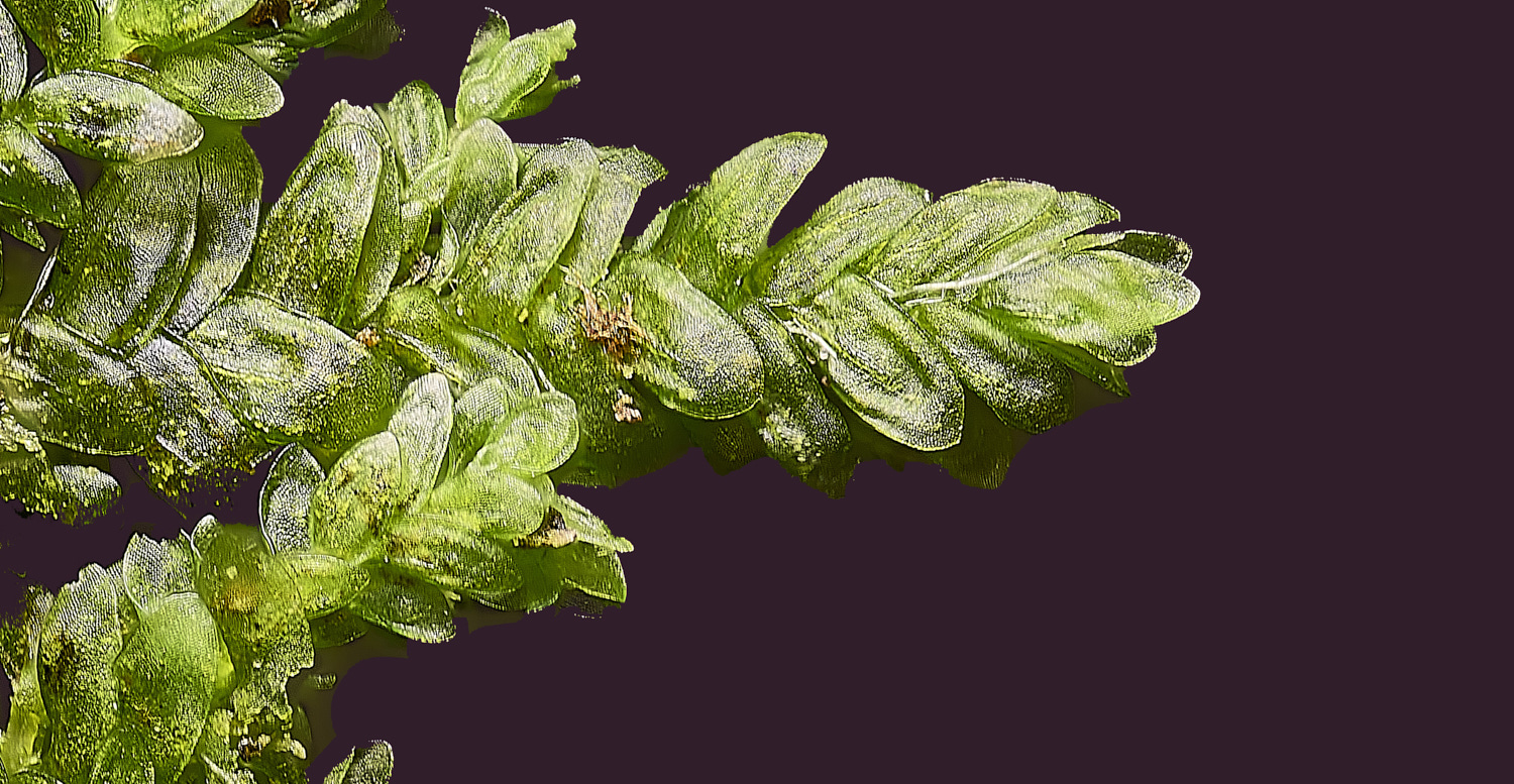 SuffolkFensNsmithii090225-4