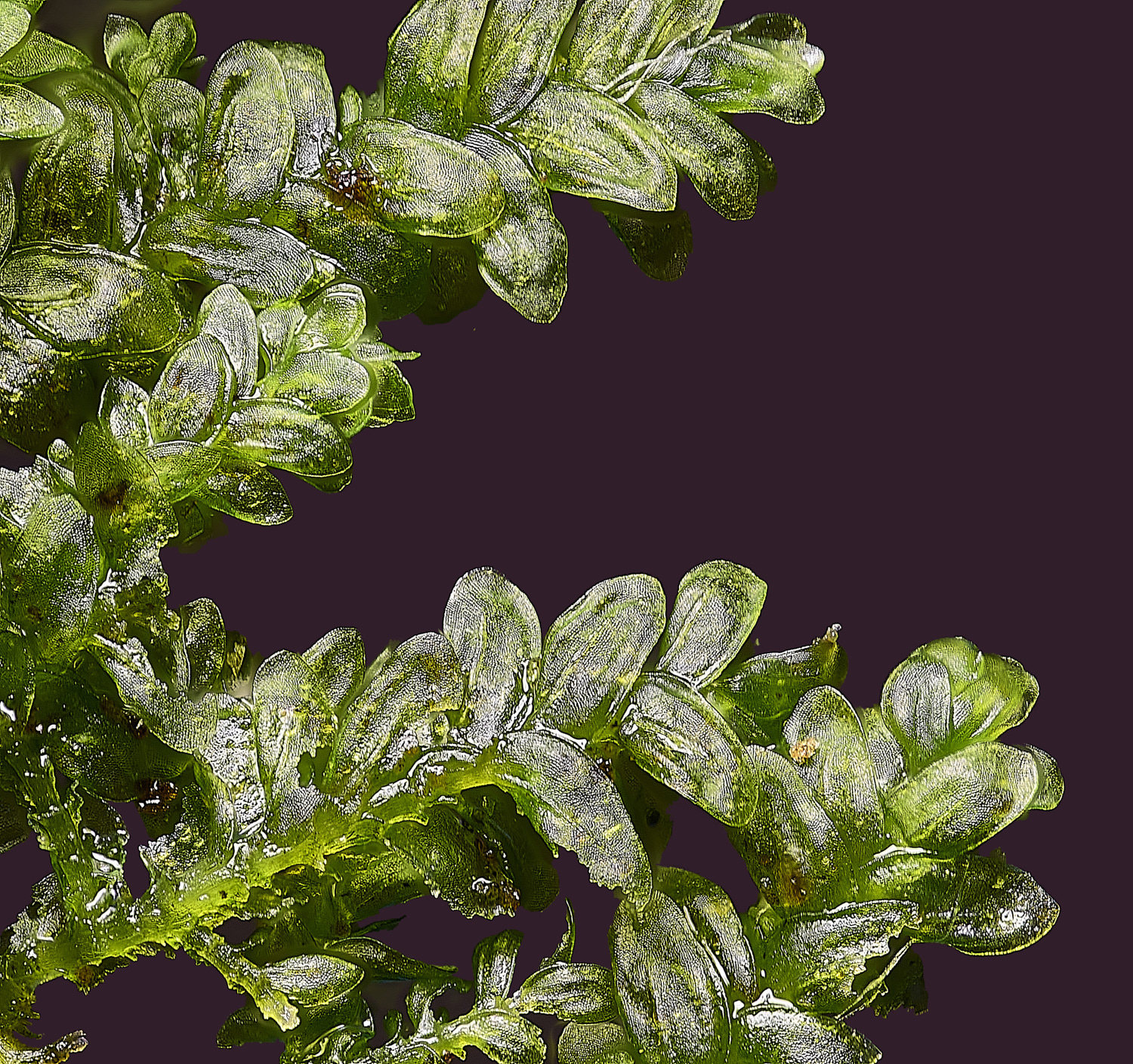 SuffolkFensNsmithii090225-5