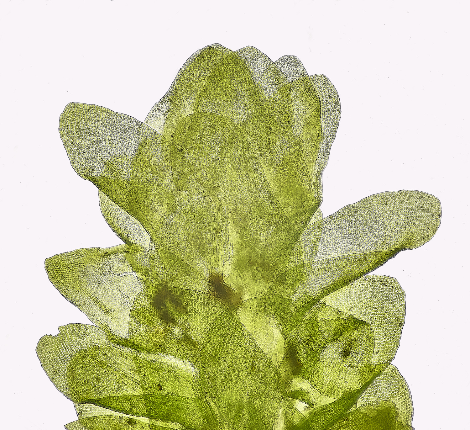 SuffolkFensNsmithii090225-6 1