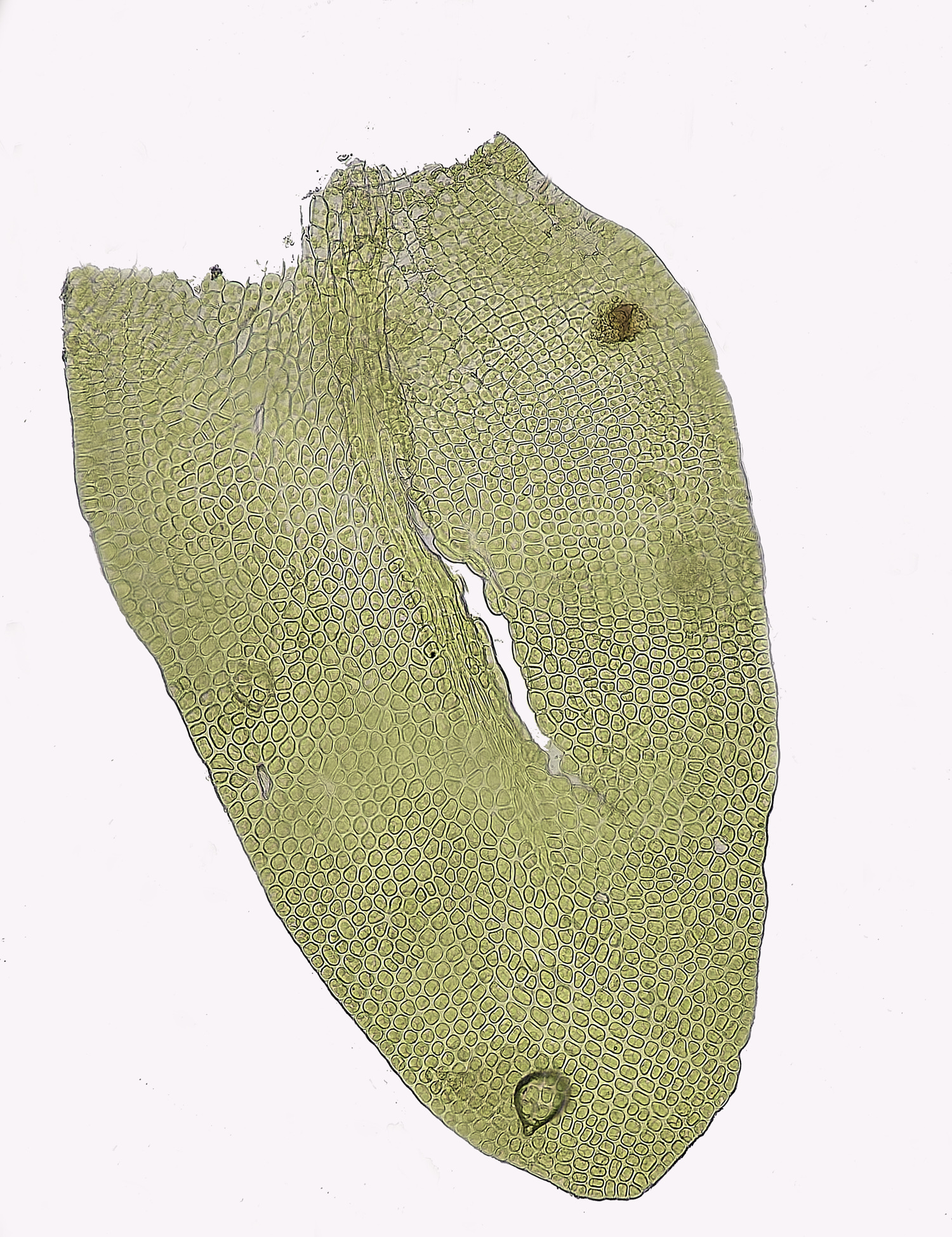 SuffolkFensNsmithii090225-7