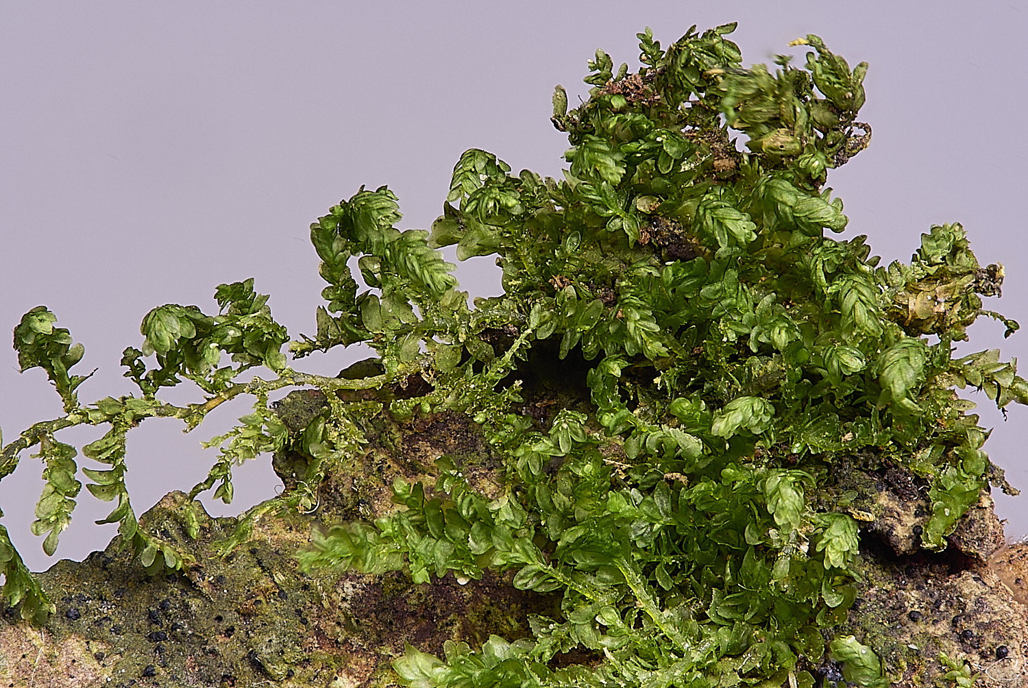 SuffolkFensNsmithii090225-8