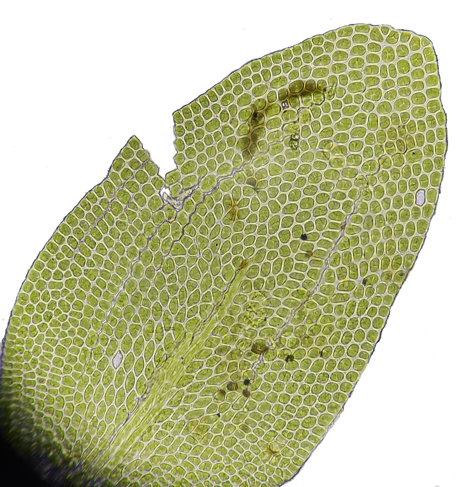 SuffolkFensNsmithii090225-9